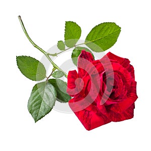 Beautiful red rose