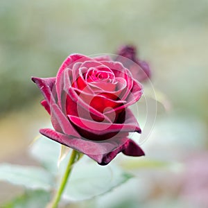 Beautiful red rose