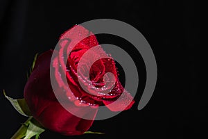 A Beautiful Red Rose against a Black Background