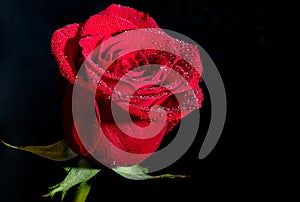 A Beautiful Red Rose against a Black Background