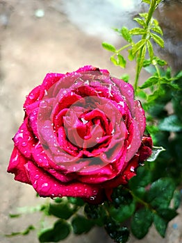 Beautiful red rose for beautiful people. Redroses photo