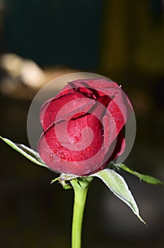 A beautiful Red rose