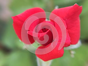 beautiful rose red redrose nature photo