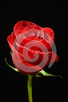 Beautiful red rose on black background