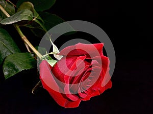 Beautiful red rose on a black background. One lying rose with a bright bud. Concept: love, loneliness