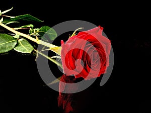 Beautiful red rose on a black background. One lying rose with a bright bud. Concept: love, loneliness