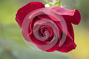 A beautiful of red rose in bloom