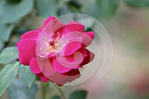 A beautiful red rose blooming with bokhe background