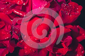 Beautiful red Rose blooming. Rose flower with raindrops on background roses flowers./Beautiful nature scene with blooming red