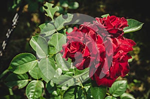 Beautiful red Rose blooming in summer garden/Roses flowers growing outdoors, nature, blossoming flower
