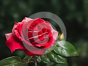 Beautiful Red Rose Blossom in Macro Photography