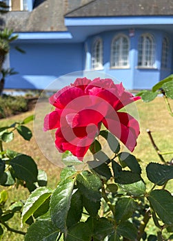 Beautiful red rose on a blue house and green lawn background in San Cristobal de La Laguna, Tenerife, Canary Islands, Spain