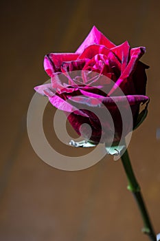 beautiful red rose on a brown background