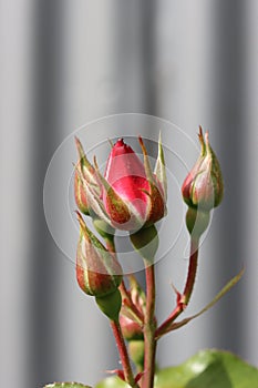 Beautiful Red rose bud cluster close up before bloom.