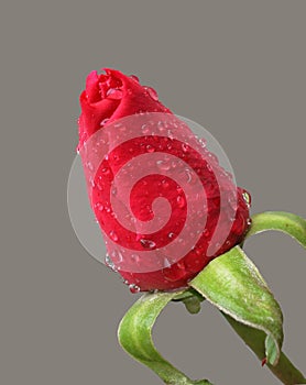 Beautiful Red Rose Bud with dewdrops