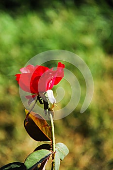 Beautiful red rose bud, green garden background with bokeh.