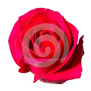 Beautiful red rose bud isolated on white background