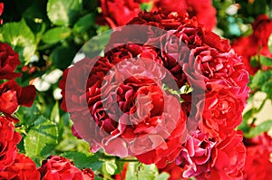 Beautiful red rose bush