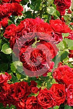 Beautiful red rose bush