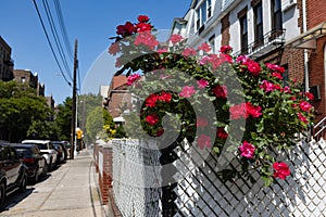 Beautiful Red Rose Bush along a Row of Old Brick Homes in Astoria Queens New York during Spring