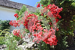 Beautiful red rose bush in garden
