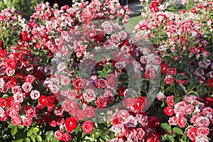 beautiful red rose bush