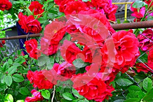 Beautiful red rose bush red roses in garden, floral background