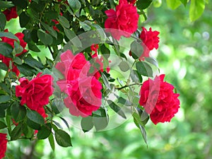 Beautiful red rose bush red roses in garden, floral background. Spring, summer, autumn outdoor garden flowers.