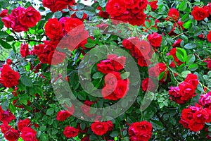 Beautiful red rose bush red roses in garden, floral background