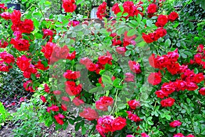 Beautiful red rose bush red roses in garden, floral background