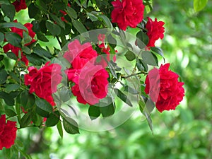 Beautiful red rose bush red roses in garden, floral background. Spring, summer, autumn outdoor garden flowers.