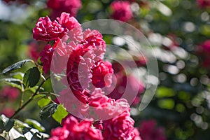 Beautiful red rose Bush