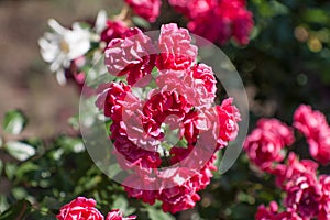 Beautiful red rose Bush