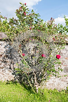 Beautiful red rose bush in a garden