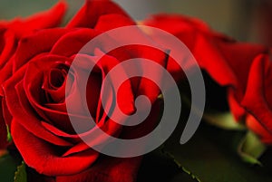 Beautiful red rose in close up with ideal unsullied petals. Ideal for postcard or wallpaper
