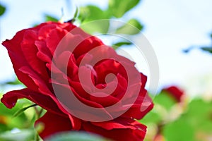 Beautiful Red Rose Close up. Macro Flower Background Photo