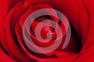 Beautiful red rose closeup