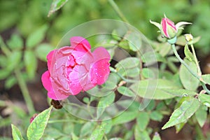 Beautiful Red Rose closeup