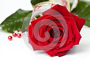 Beautiful red rose for Day Valentine as gift