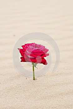 Beautiful red rose in the desert sand