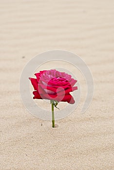 Beautiful red rose in the desert sand