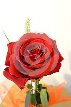 Beautiful red rose in detail