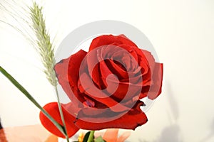 Beautiful red rose in detail