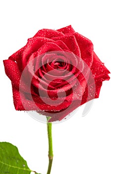 Beautiful red rose with dew drops isolated on white background