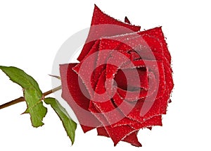Beautiful red rose with drops isolated on white background