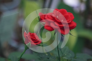 A beautiful red rose enchants us with its beauty photo