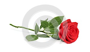Beautiful red rose flower