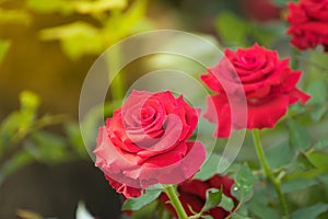 Beautiful red rose flower