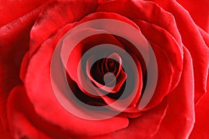 Beautiful red rose flower as background