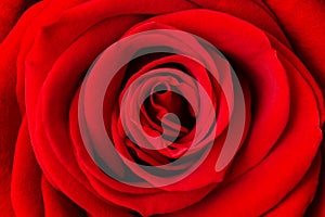 Beautiful red rose flower as background, close up. Macro shot of fresh red rose for background